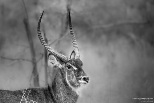 Kobus_Ellipsiprymnus