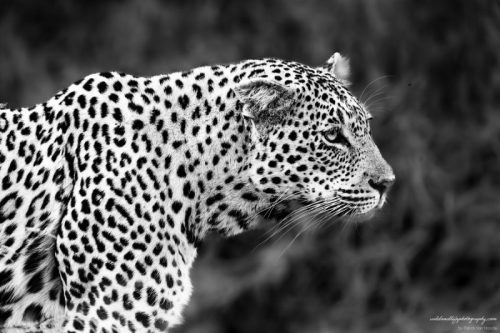 Panthera_Pardus_Pardus